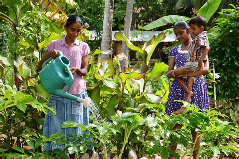 Organic Gardening Helps Families Flourish In Sri Lanka World Vision