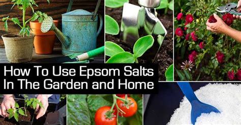 Epsom Salts In The Garden Transplant Fertilizer Good For Plants