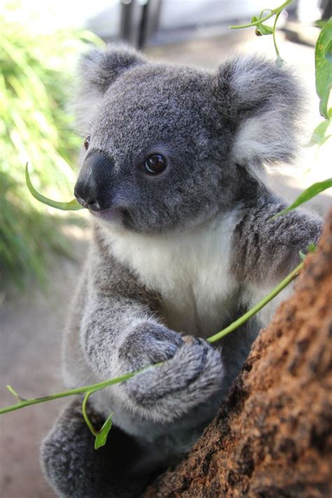 More Cute Koala Pics Way Cool Pictures