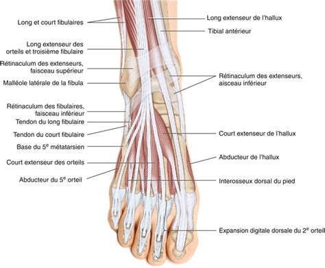 11 Muscles De La Jambe Et Du Pied Medicine Key