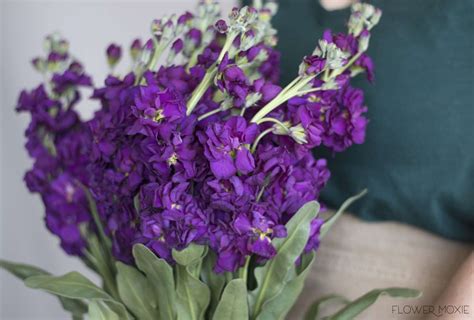Sep 28, 2016 · purple carnations symbolize capriciousness. Stock - Dark Purple — Flower Moxie