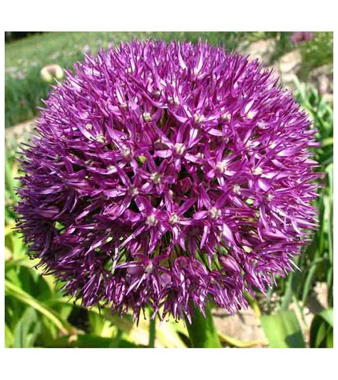Bulbi di alta qualità di Allium Pinball Wizard Dimensioni Bulbi