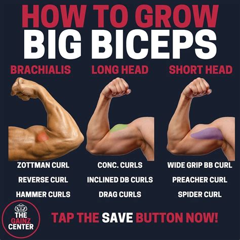 Grow Your Bicep Size And Strength With These 9 Highest Rated Exercises