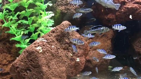 Quick Look At The Baby Cichlids Youtube