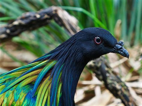 The Dodo Birds Closest Living Relative Puts On A Stunning Show Of