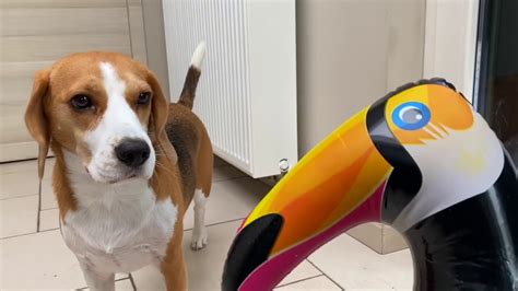 Dogs Vs Evil Bird Prank Funny Beagles Louie And Marie Youtube
