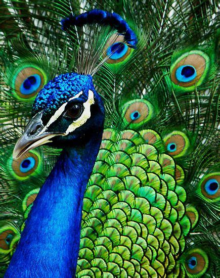 India Blue Peacock Pavo Cristatus Pretty Birds Beautiful Birds