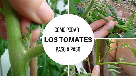 Cómo Podar Los Tomates Paso A Paso Plantas De Tomate Cultivo De