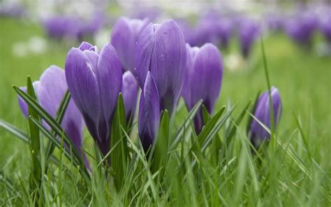 Download Wallpapers Spring Flowers Crocuses Purple Flowers Purple