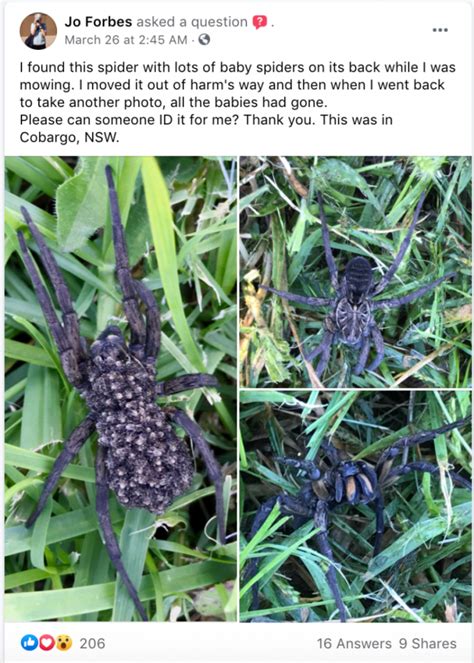 Woman Finds Wolf Spider Carrying Hundreds Of Babies