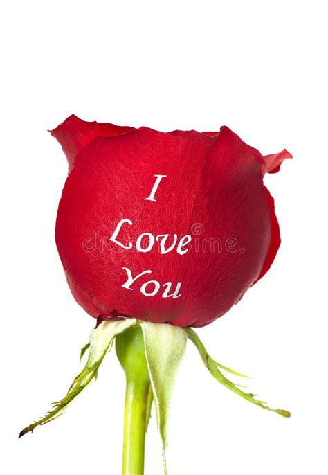 Wish you would, wish i could, think we should in my mind, in my heart, in my soul, and in my art i see you, you, you, ooh i love you. Red Rose With I Love You Printed On It Stock Image - Image ...