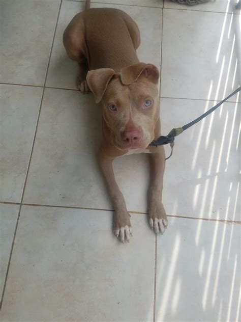 For Sale Red Nose Pitbull 7 Mth Old Female Puppy Stony Hill