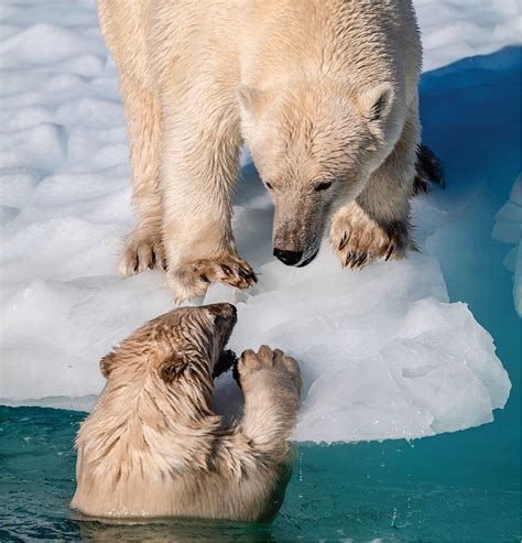 A New Polar Bear Population Science