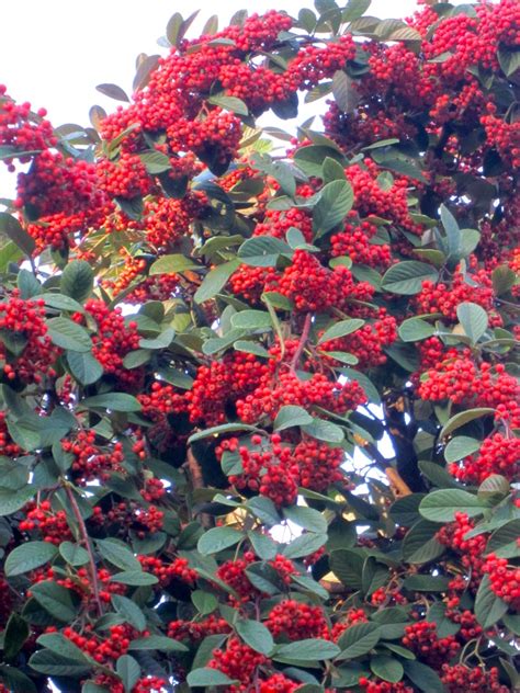 My Purple Velvet Box Full Of Stuff Tree Identification № 2 Cotoneaster