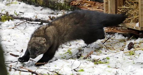 Crowd Cheers Return Of Rare Weasel Species