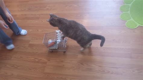 Cat Pushing A Shopping Cart With Clicker Trained Ayla Youtube