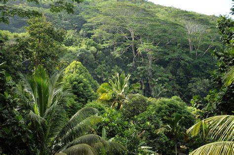 Rain Forest 2 Mahé Pictures Seychelles In Global Geography