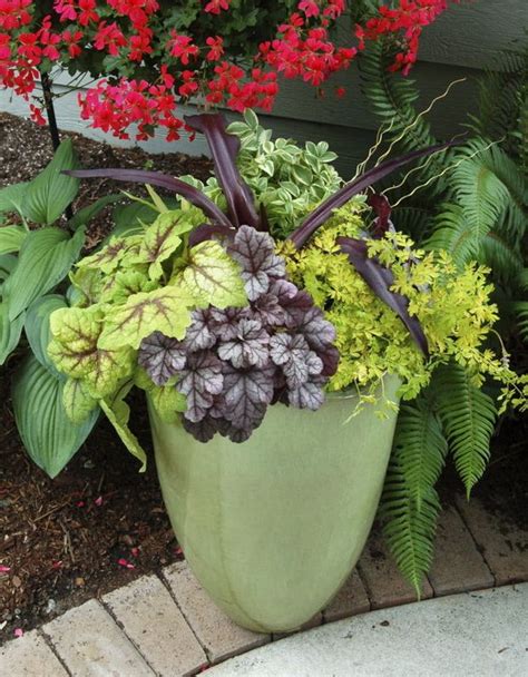 Debugging and cleaning potted plants before bringing them back inside is crucial. Winter gardening: Perennials in containers need protection ...