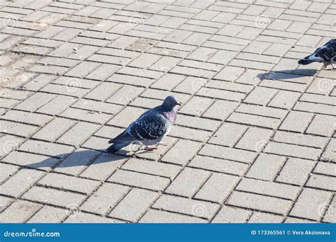Crowd Of Pigeons On The Sidewalk Closeup Stock Image Image Of Europe