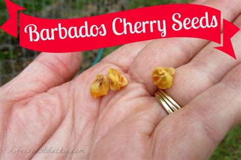 How To Grow Barbados Cherry Life Is Just Ducky