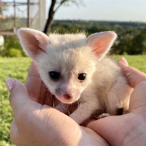 Female Fennec Foxes For Sale Baby Fennec Foxes For Sale