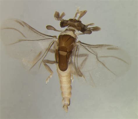 Strepsiptera Halictophagus Bugguidenet