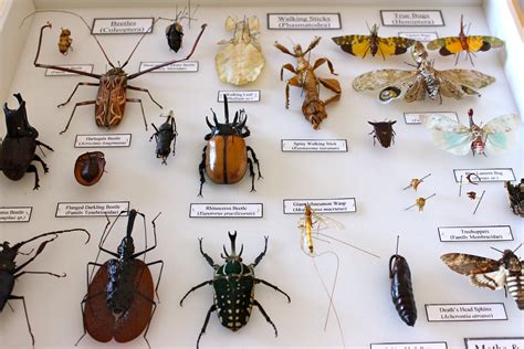 10 reasons why collecting insects can be important - Natural History ...