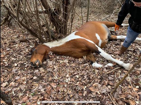 Horse videos shows only the best videos on horses for people who love horses. UPDATE: Six more horses found shot to death in Floyd County - ABC 36 News