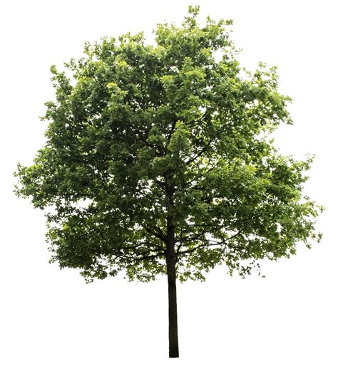 Oak Tree High Quality Png Transparent Background Tree Photoshop