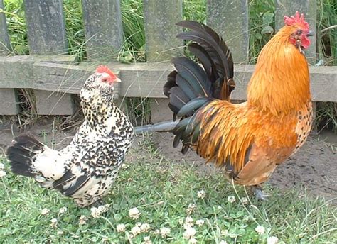 All pastured raised chicken that we sell is grown by brian's acres of nathalie, va. Arizona Community Press - Cage-Free, Free-Range, Pasture ...