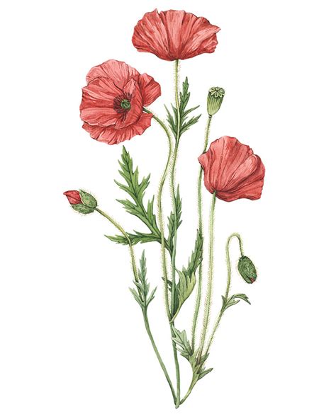 Botanical Illustrator Anna Farba — Anna Farba Illustration