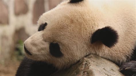 Giant Pandas Are No Longer Endangered But Still Vulnerable Cgtn
