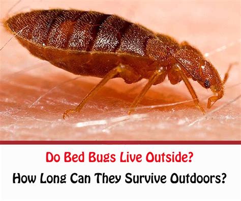 Do Bed Bugs Live Outside How Long Can Bed Bugs Live Outdoors