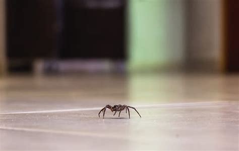 Tips To Keep Brown Recluse Spiders Out Of Your Austin Residence