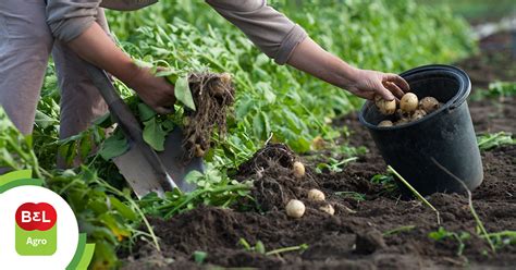 Qual A época De Plantar Batata Doce