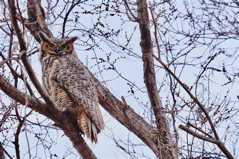Great Horned Owlets Nesting At Palmer Lake Park Ccx Media