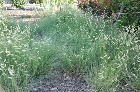 Know Your Natives A Pictorial Guide To California Native Grasses My Xxx Hot Girl