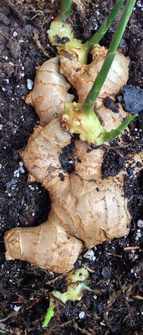Growing Ginger Roots From The Grocery Store Growing Ginger Grow