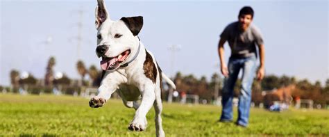 Dog Training Lessons: Enrol in a Puppy School Training Classes for Your