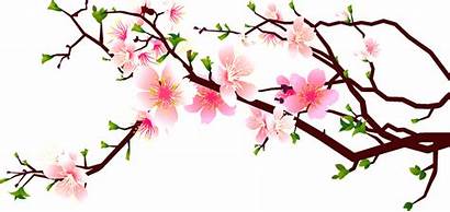 Blossom Cherry Clip Clipart Peach Blossoms Flower