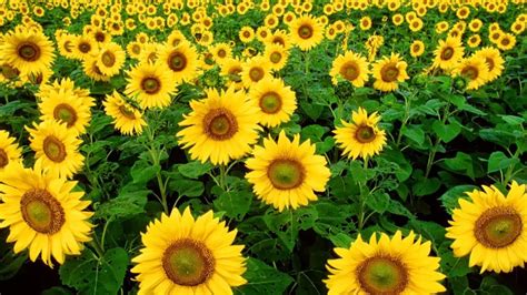 We have a lot of different topics like nature, abstract and a lot we present you our collection of desktop wallpaper theme: 43+ HD Sunflower Wallpaper on WallpaperSafari