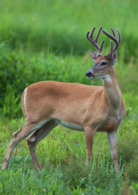 Species Spotlight Columbian White Tailed Deer Friends Of The