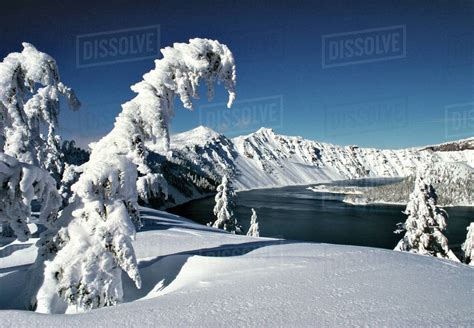 Usa Oregon Crater Lake National Park Pristine Snow Covers The Pines