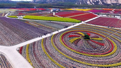 Breathtaking Aerial Views Of Chinas Tulip Fields Aerial View
