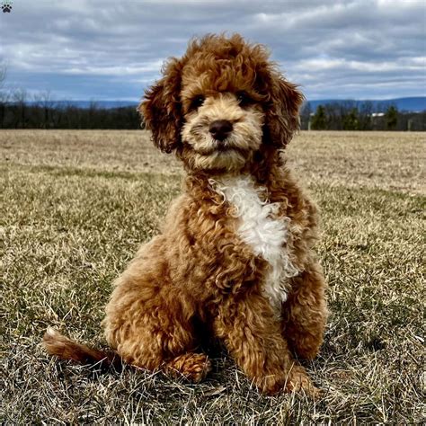 Saint Berdoodle Puppies For Sale Greenfield Puppies