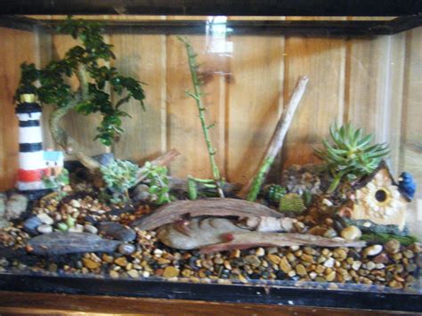 A Fish Tank Converted Into Terrariumwith Diff Kinds Of Cactus