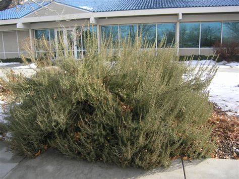 Oregano is another herb which can grow well in a pot during the. Franklin County (PA) Gardeners: OVERWINTERING ROSEMARY ...