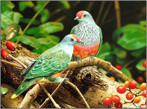 صور طيور طيور ملونة وجميلة نصائح ومراجع الصور