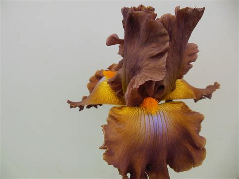 The original brothers of bovinity. How Now Brown Cow | Hillcrest Iris Gardens