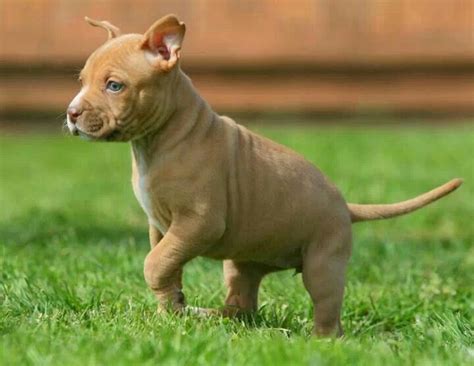Pittie Luv Cute Pitbull Puppies Cute Pitbulls Cute Dogs And Puppies